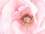 Pale pink rose detail, stamens  Kwiaty Plakat