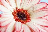 pink gerber flower close up  Kwiaty Plakat