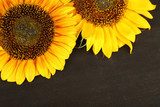 Beautiful sunflowers on wooden background  Kwiaty Plakat
