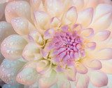 White dahlia with water drops. Close-up.  Kwiaty Plakat