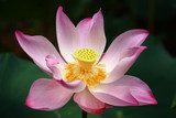 Pink Lotus  Kwiaty Plakat