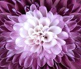 Macro Close up on Purple White Chrysanthemum Flower  Kwiaty Plakat