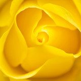 Yellow Rose  Kwiaty Plakat