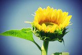 Beautiful sunflower in field  Kwiaty Plakat