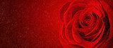 beautiful close up red rose  Kwiaty Plakat