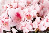  Blossoming azalea of a grade of Mevrouw Gerard Kint   Kwiaty Plakat