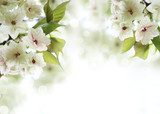 Spring Cherry blossom  Kwiaty Plakat