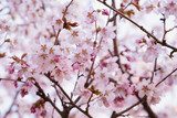 japan sakura cherry blossom  Kwiaty Plakat