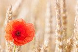poppies in wheat field  Kwiaty Plakat