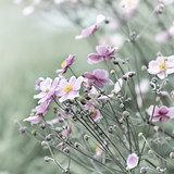 Japanese Anemone (windflower)  Kwiaty Plakat