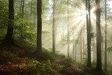 Foggy, sunny morning in spring forest  Pejzaże Plakat