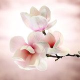 magnolia  Plakaty do Sypialni Plakat