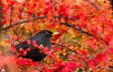 Common Blackbird (Turdus merula)  Plakaty do Sypialni Plakat