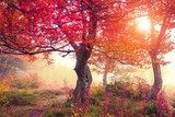 autumn forest  Plakaty do Sypialni Plakat