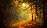 Autumn in the forest  Plakaty do Sypialni Plakat