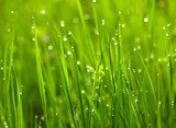 Green grass with waterdrops  Trawy Fototapeta