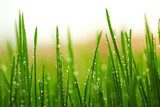 Green wet grass with dew on a blades  Trawy Fototapeta