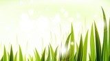 green grass vector design  Trawy Fototapeta