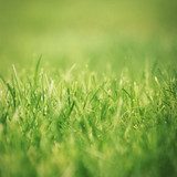 Grass close-up  Trawy Fototapeta