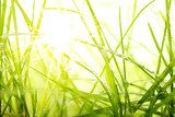 green summer grass and sunlight  Trawy Fototapeta