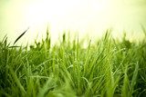 Grass With Dew Drops  Trawy Fototapeta