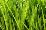 fresh oat sprouts with water drops  Trawy Fototapeta