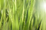 Background of Green Grass Meadow with Shining Rain Drops  Trawy Fototapeta