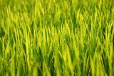 green grass background on summer  Trawy Fototapeta