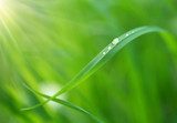 Water drops on the grass blade.  Trawy Fototapeta