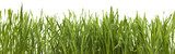 green grass  Trawy Fototapeta
