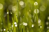 Water drops on the green grass  Trawy Fototapeta