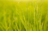 background grass macro  Trawy Fototapeta