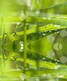 grass and dew drops - macro photography  Trawy Fototapeta