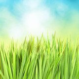 Green grass with sunny bokeh  Trawy Fototapeta