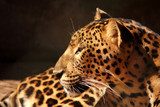 leopard panther looking  on tree  Afryka Fototapeta