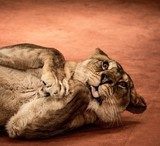 Close-up shot of funny lioness  Afryka Fototapeta