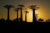 Sunset and baobabs trees  Afryka Fototapeta