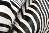 zebra  Afryka Fototapeta