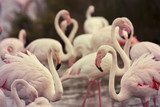 Beautiful pink flamingos  Afryka Fototapeta