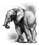 Profil Elephant  Afryka Fototapeta