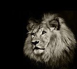 strong lion  Afryka Fototapeta