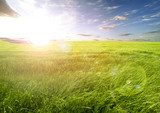 Puesta de sol y campos de hierba  Trawy Fototapeta