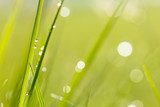 water drops on grass background  Trawy Fototapeta