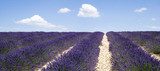 Lavender fields, Valensole, France  Prowansja Fototapeta
