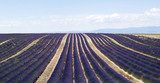 Lavender field in Valensole, France  Prowansja Fototapeta