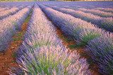 valensole provenza francia campi di lavanda fiorita  Prowansja Fototapeta