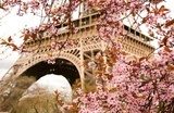 Spring in Paris. Bloomy cherry tree and the Eiffel Tower  Fototapety Wieża Eiffla Fototapeta