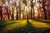 Landscape with sun beams in the autumn wood  Las Fototapeta