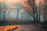 trees with red leafs in a forest with fog  Las Fototapeta