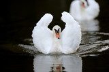 Swan in the lake  Czarno Białe Obraz